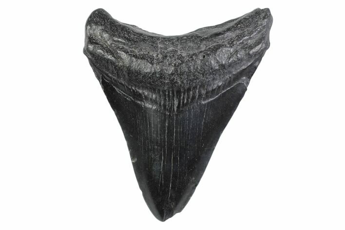 Juvenile Megalodon Tooth - South Carolina #362206